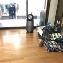 펫스타샵