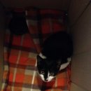 고롱고롱 이미지