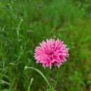 자인계정숲 이미지