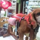 두암동물병원 이미지