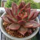 월아슈퍼 이미지