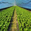 신디농장 이미지