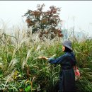 꽃에 반하다 | 수원화성 성곽길..늦가을 정취에 반하다.