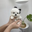 소문켄넬 이미지