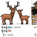 [예쁜 말 바른 말] [443] ‘수사슴’과 ‘수탉’ 이미지