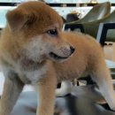 이누아이 이미지