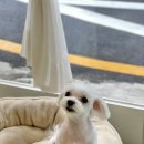 아미고펫 이미지