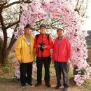 부천 도당동 벚꽃 축제 (2024.4.6~4.7) 이미지