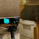 하곰이네 이미지