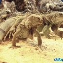 이구아나 이미지