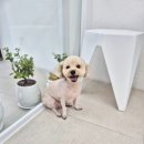 보들하이 이미지