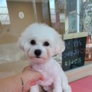 름자펫살롱 이미지