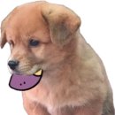 아사달초밥