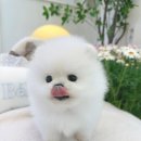 부산강아지분양 퍼피몰리 이미지