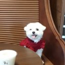 오알카페 이미지