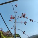 수양 사과나무, 정원수 수양사과(희귀정원수) 10-20 이미지
