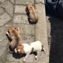 못된강아지 | 쓰레기에 깔려 울던 강아지들 구조했더니 &#39;월세 할인&#39; 해준 집주인의 선물