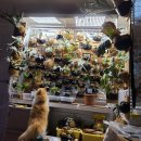 국립산림과학원의 귀여운 ＜반려식물 자랑대회＞ 이미지