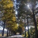 보성 드라이브코스 메타세콰이아길🚗🍂/카페 추천