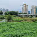울산시 3일 이상 수돗물 단수는 인재에 가깝다-관로매설위치 강 하저에서 육지로 변경해야 이미지