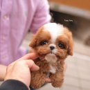 덩어리 이미지