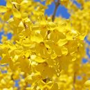 점핑하이 이미지