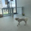 이로운 펫살롱 이미지