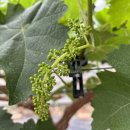 화수농장 이미지