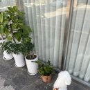 헤이뚜뚜 이미지