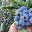 청양금강농장 이미지