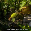 수정열매 이미지