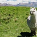 알파카(ALPACA)