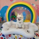 퍼피 앤 이미지