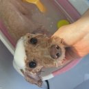 마음이네 멍발소 이미지