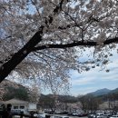 742 | 대전 근교 4월 벚꽃축제 - 공주 계룡산 [동학사 벚꽃길] 실시간 만개 주차