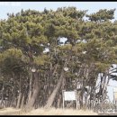 방아머리공원(솔밭) 이미지
