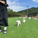 명지애견유치원호텔 댕즈니랜드 본점 | 명지 애견유치원 사하구 애견유치원] 댕즈니랜드 친구들이랑 가을 소풍가기!