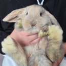 털뭉치즈 이미지