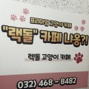 랙돌카페냐옹 이미지