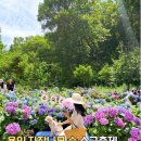 용인 자작나무 숲 수국축제 아이와 가볼만한곳 주말 나들이 온실원 레스토랑 반려견 쿠키와 찐 힐링 후기