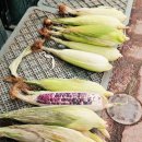 솔샘시장 이미지