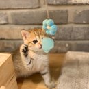 아담스펫강아지&가필드고양이 이미지