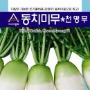 동치미무(천명) 씨앗 나눔합니다 이미지