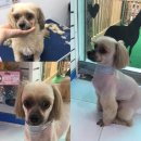 정말귀엽개 이미지