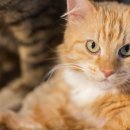 엘동물의료센터 이미지