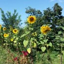 청명농장 이미지