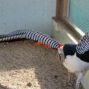 백헌농장 이미지