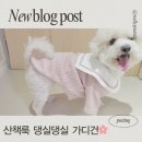 댕실댕실 이미지