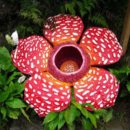 산정무한 57 기화요초(琪花瑤草) 사랑 시조/반산 한상철 이미지