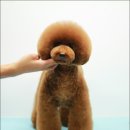 킴스애견미용 이미지